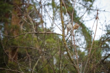 ������ ��������� ����, ���������!