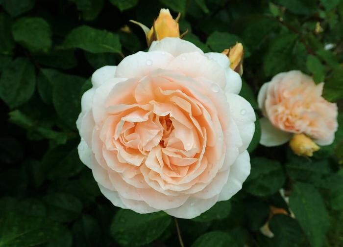 ���� ���������: ������, �������������� ������� � �������