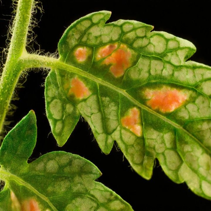 ������ � �������: ������� � ��������������