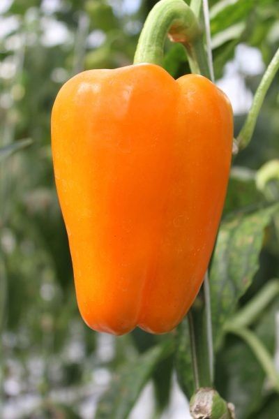 ����� ������ ���: ������� ��������� ����������� � ����������� ����