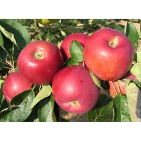 ������ ������: ������ ����, ������������� ������ ���������