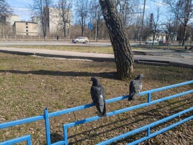 ������ ����, ��������!. ������� ����������� ������� ������� +4 ��