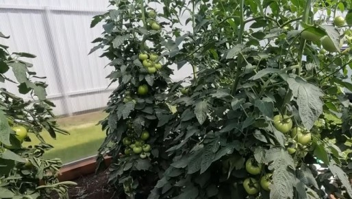 ��� ���������� ����� �������� ������ ������� � ��� ����