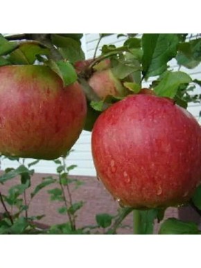 ������ �������: ������ ���� � ��������������� �������� � �������� ��������