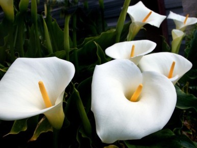 ��������� �����������: ��� ������� ��� �� ����� � ����