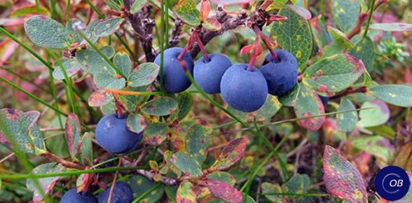 ��������� ��������: ����� �������� ����� ������� �������� � ������