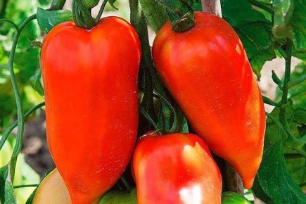 ����� ���������: ������� ������ � ������ �� �����������