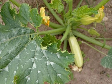 ��� ���������� �������� ������� ������ � �������� ������