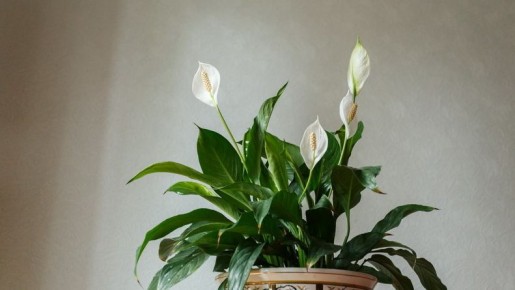 ��� ���������� �� ����� � ����� �� ����������: ������� �������� ���������