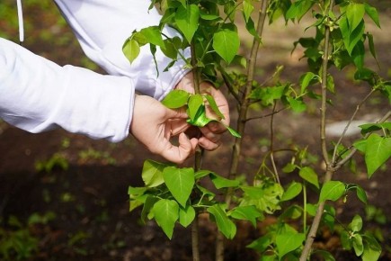 � ������������ ������ ����� ���� ������