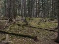 С приходом тепла в лесах Домодедово начинается «горячая пора»