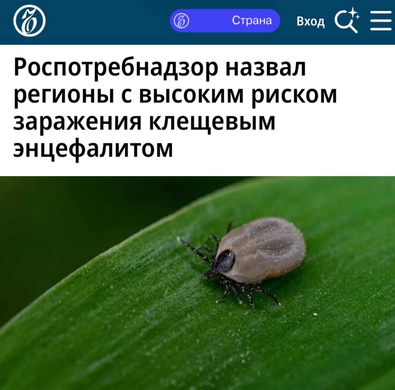 «Роспотребнадзор назвал регионы с высоким риском заражения клещевым энцефалитом»: Подмосковье, Ленинградская область и Крым – места, где с наибольшей вероятностью можно стать жертвой клеща