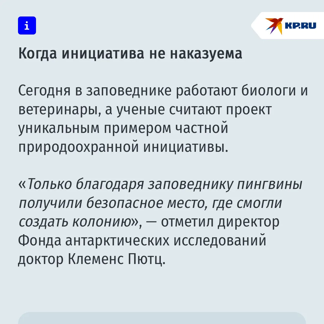 В Чили воспитательница детсада неожиданно стала опекуном 200 королевских пингвинов В Чили воспитательница детсада неожиданно стала опекуном 200 королевских пингвинов