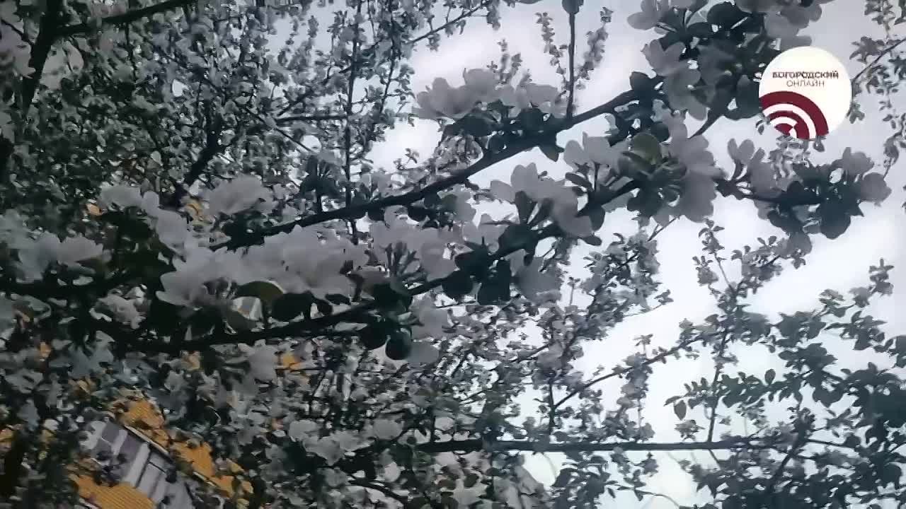 Цветущий май захватывает. Доброе утро, Богородский!