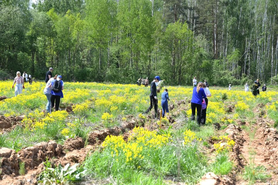 8 тысяч саженцев сосны высадили на двух гектарах в рамках акции «Сад памяти» 8 тысяч саженцев сосны высадили на двух гектарах в рамках акции «Сад памяти»