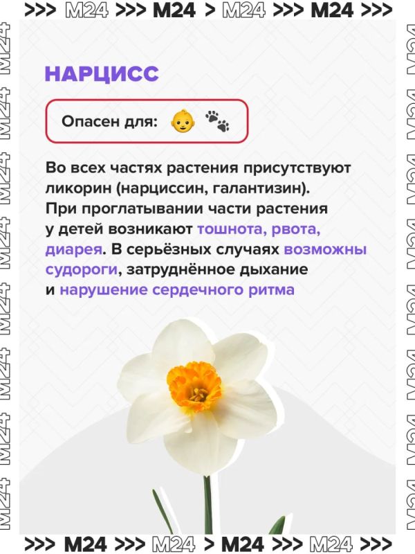 Ландыши могут быть смертельно опасны Ландыши могут быть смертельно опасны