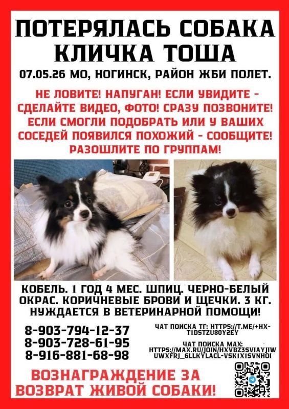 В Ногинске пропал хвостик по кличке Тоша