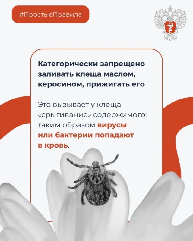 Что делать при укусе клеща? Что делать при укусе клеща?