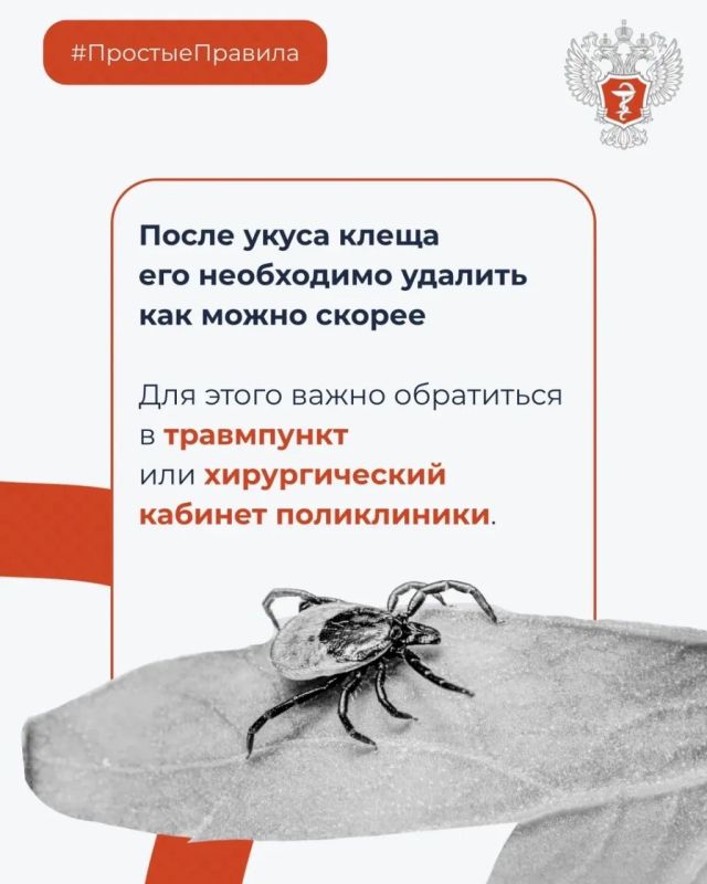 Что делать при укусе клеща? Что делать при укусе клеща?