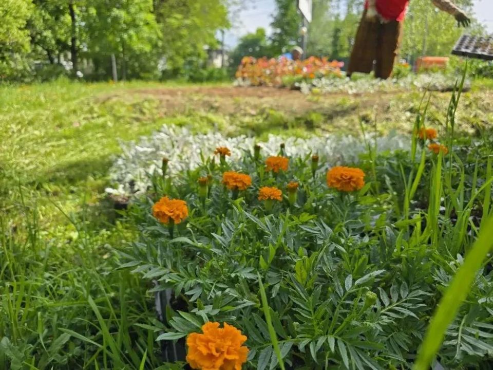 В поселках Люберец стартовало летнее озеленение общественных пространств В поселках Люберец стартовало летнее озеленение общественных пространств