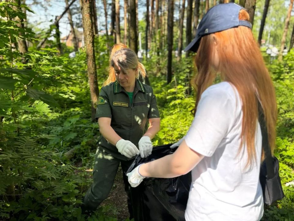 В Воскресенске прошла экологическая акция «Чистый лес» В Воскресенске прошла экологическая акция «Чистый лес»