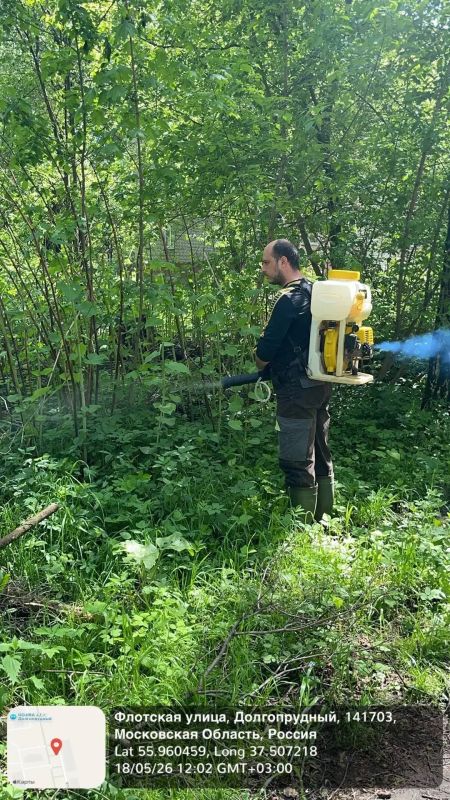 В Долгопрудном ликвидируют очаги борщевика В Долгопрудном ликвидируют очаги борщевика