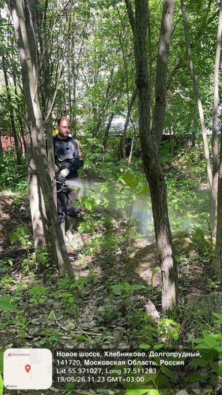 В Долгопрудном ликвидируют очаги борщевика В Долгопрудном ликвидируют очаги борщевика