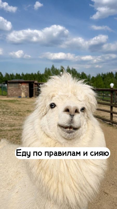 А какое у вас сегодня настроение? А какое у вас сегодня настроение?
