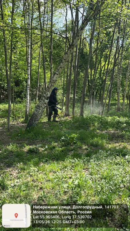 В Долгопрудном ликвидируют очаги борщевика В Долгопрудном ликвидируют очаги борщевика