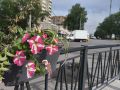 Доброе утро, Подольск!. Сегодня особенный день для школьников и их родителей – последний звонок