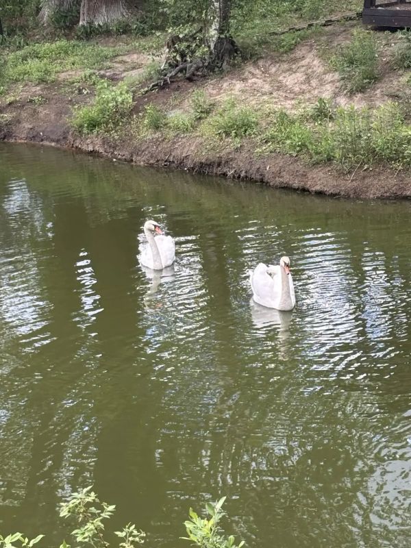Динамика положительная: лебедю Ивану из Долгопрудного разрешили плавать Динамика положительная: лебедю Ивану из Долгопрудного разрешили плавать