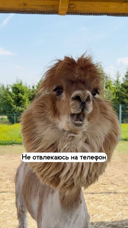 А какое у вас сегодня настроение? А какое у вас сегодня настроение?