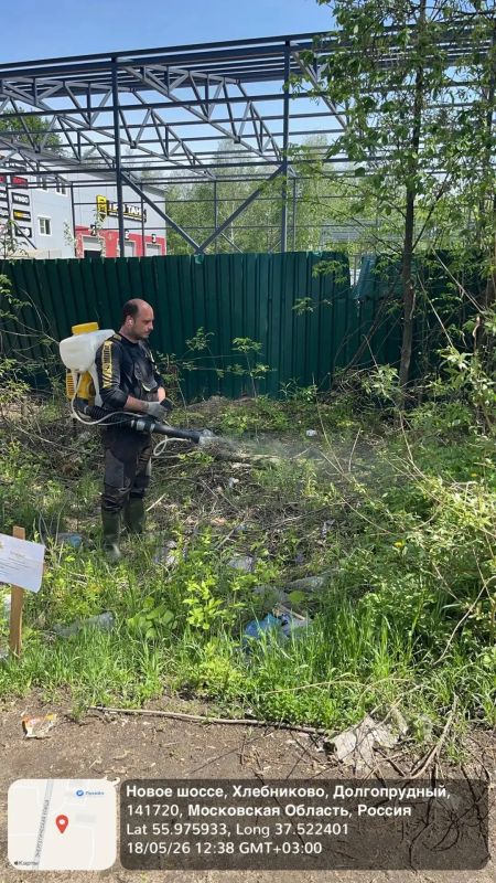 В Долгопрудном ликвидируют очаги борщевика В Долгопрудном ликвидируют очаги борщевика