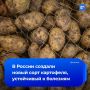 Новый сорт картофеля «Альфа» вывели российские ученые