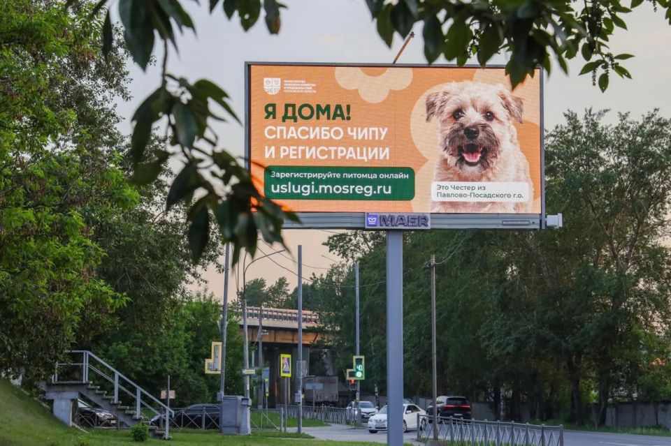 Помните историю Честера из Павлово-Посадского округа? Помните историю Честера из Павлово-Посадского округа?