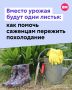 Агрономы предупреждают: низкая температура может повлиять на уже высаженные дачниками рассады