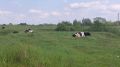Племзавод «Ульянино» расширяет свои площади