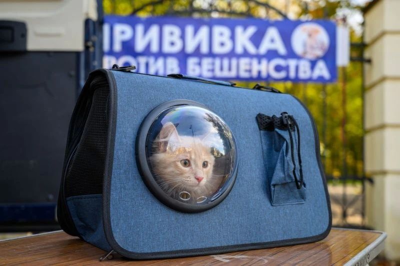 В Воскресенске пройдёт выездная вакцинация домашних животных