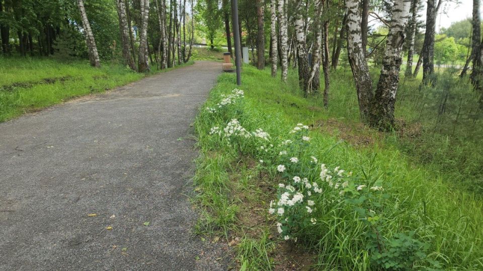 В Банном лесу Красноармейска зацвели ландыши: редкий цветок радует посетителей, но рвать его нельзя В Банном лесу Красноармейска зацвели ландыши: редкий цветок радует посетителей, но рвать его нельзя