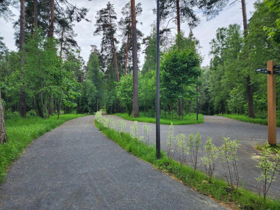 В Банном лесу Красноармейска зацвели ландыши: редкий цветок радует посетителей, но рвать его нельзя