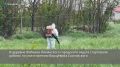 В деревне Жабкино Ленинского городского округа стартовали работы по уничтожению борщевика Сосновского