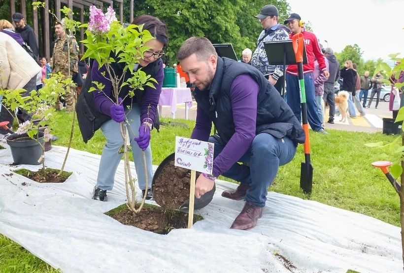 В парке Солнечногорска высадили 30 кустов сирени! В парке Солнечногорска высадили 30 кустов сирени!