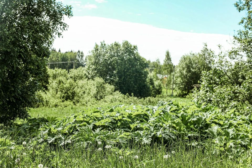 За борщевик на участках будут штрафовать