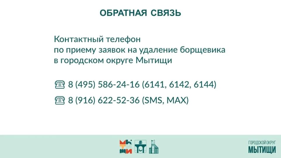 Юлия Купецкая: Борьба с борщевиком Сосновского – ключевая тема оперативного совещания Юлия Купецкая: Борьба с борщевиком Сосновского – ключевая тема оперативного совещания