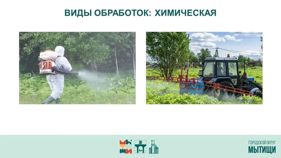 Юлия Купецкая: Борьба с борщевиком Сосновского – ключевая тема оперативного совещания Юлия Купецкая: Борьба с борщевиком Сосновского – ключевая тема оперативного совещания