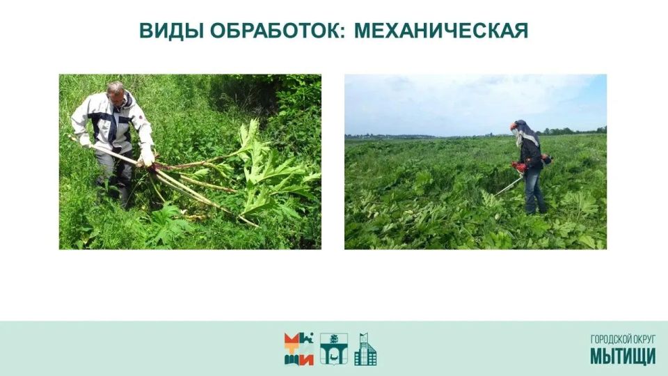 Юлия Купецкая: Борьба с борщевиком Сосновского – ключевая тема оперативного совещания Юлия Купецкая: Борьба с борщевиком Сосновского – ключевая тема оперативного совещания