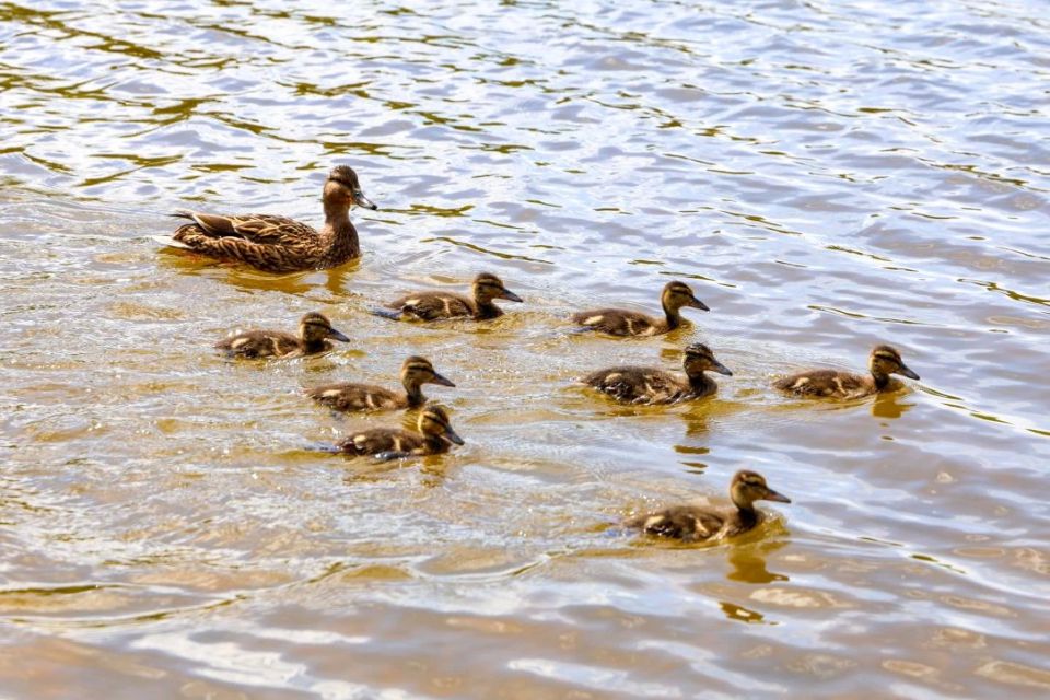 На городских водоемах установили домики для уток На городских водоемах установили домики для уток