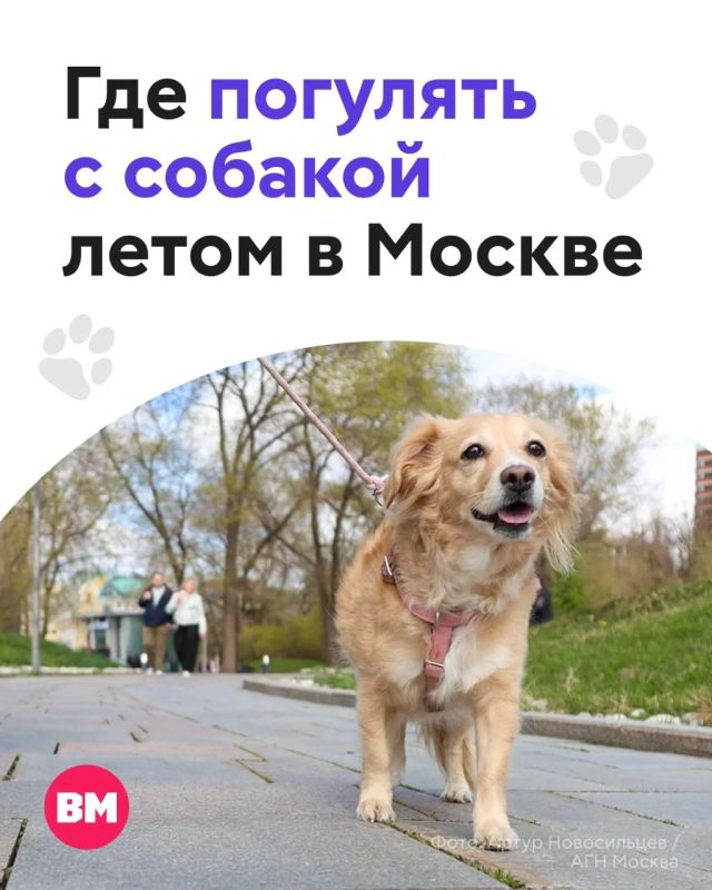 Лето, жара… а вашему питомцу хочется приключений?