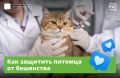 Заразный и смертельно опасный — это вирус бешенства