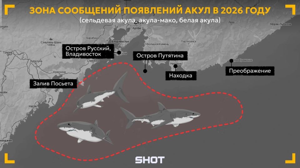 У берегов Приморья участились случаи появления белых акул